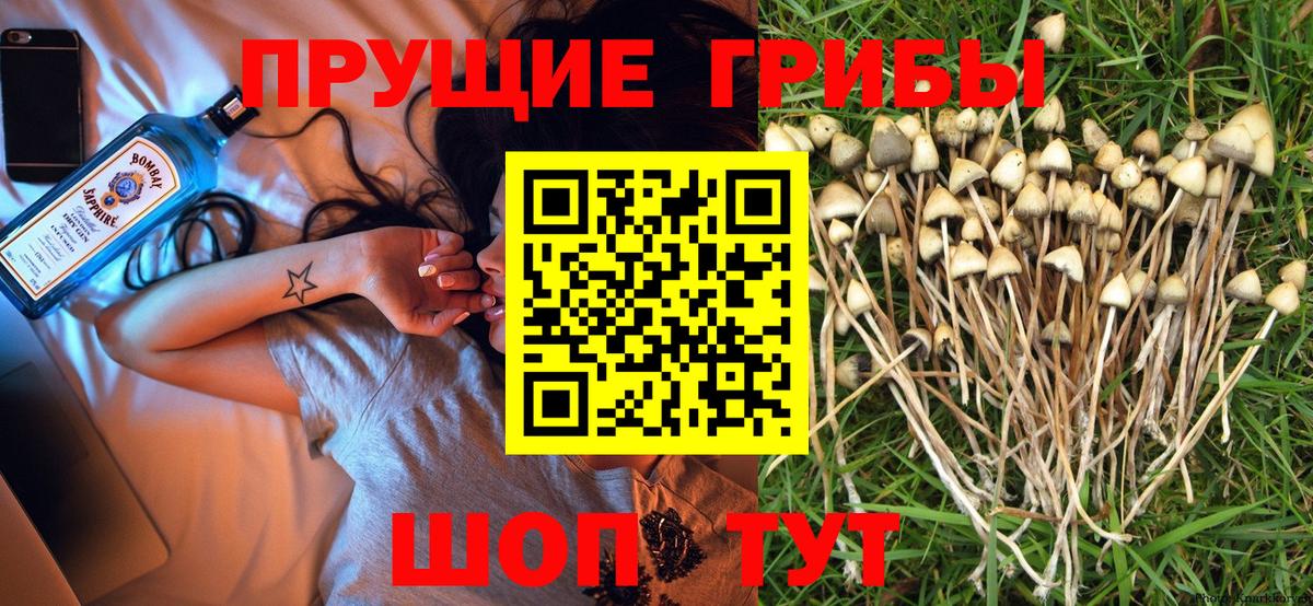 Псилоцибиновые грибы прущие грибы Обь